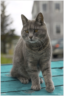 猫、犬、探す、迷子、行方不明、ペット、探偵