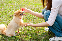 猫、犬、探す、迷子、行方不明、ペット、探偵